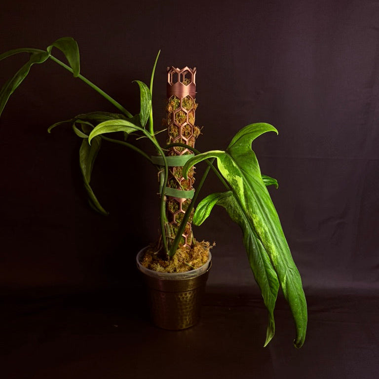 Philodendron Holtonianum Variegated