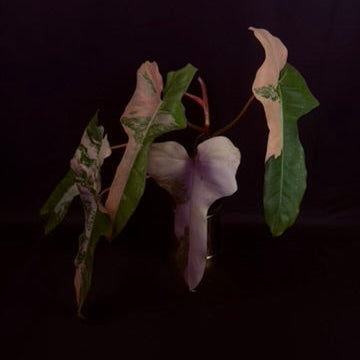 Philodendron Pitbull