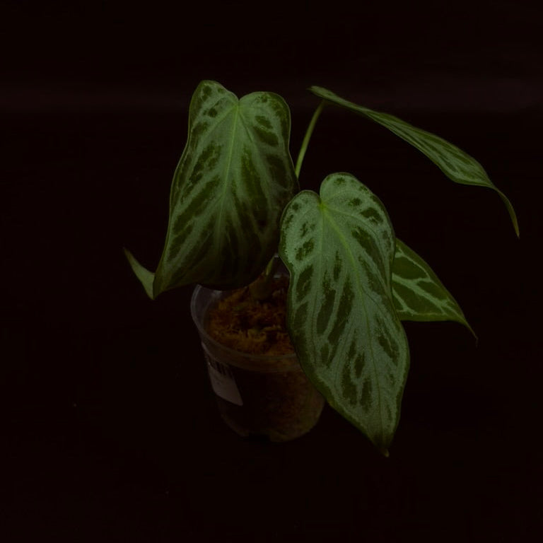 Anthurium Silver Blush x Warocqueanum