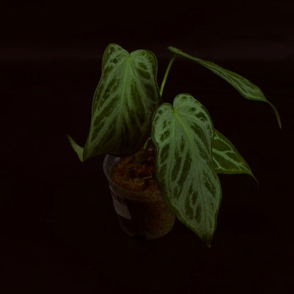 Anthurium Silver Blush x Warocqueanum