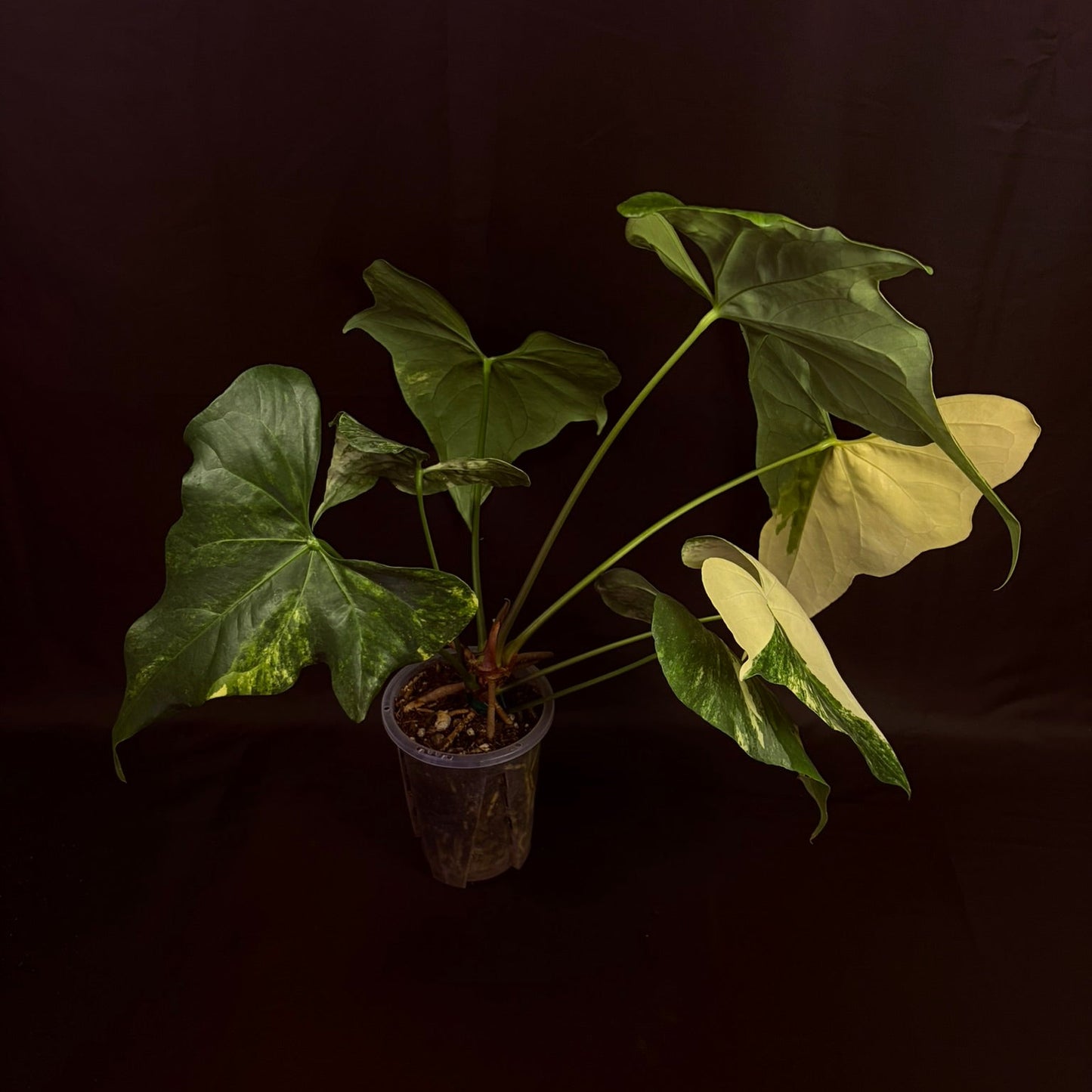 Anthurium Pterodactyl Variegated