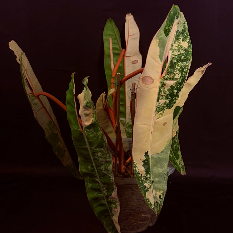 Philodendron Billietiae "Billie" Variegated