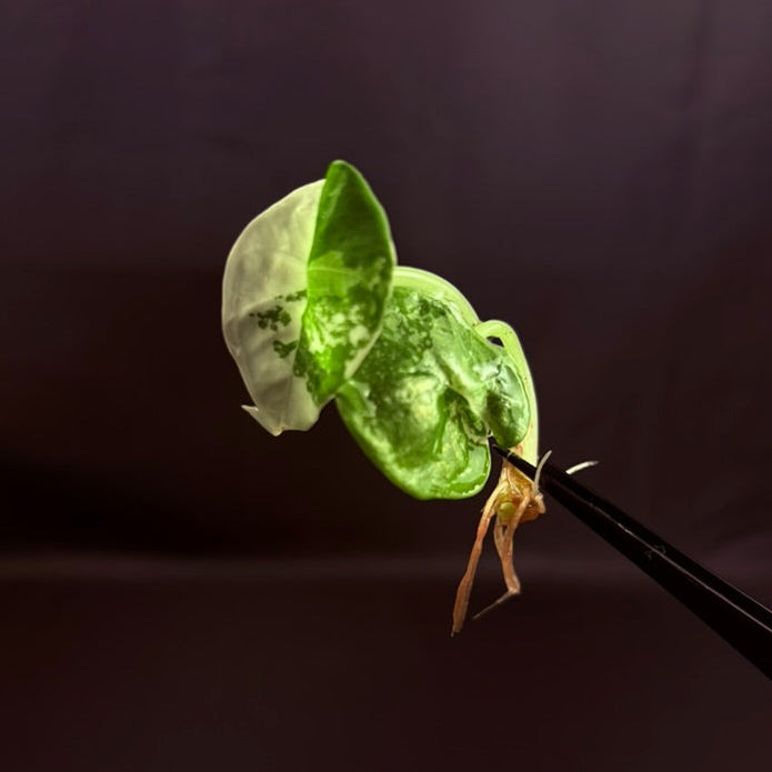 Alocasia Nebula Albo Pink - Growers Choice