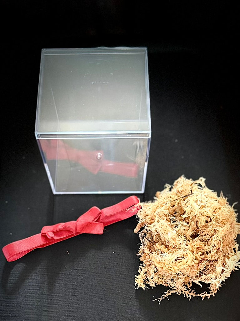 Present Propagation/Tissue Culture Kit