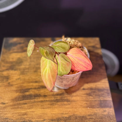 Philodendron Micans Variegated - 3" Grower Choice