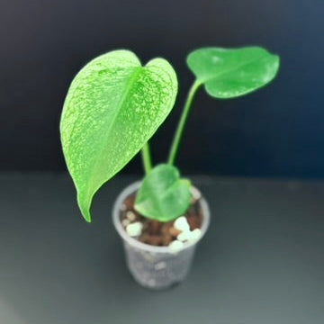 Monstera Devil Monster - 3" Grower Choice