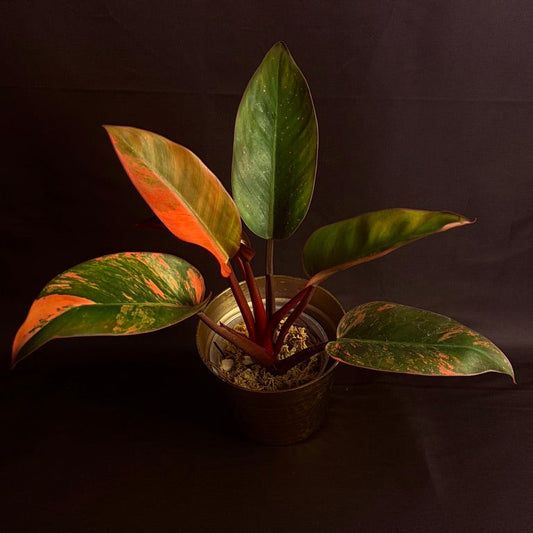 Philodendron Red Congo Variegated