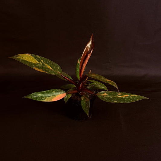 Philodendron Orange Princess Variegated