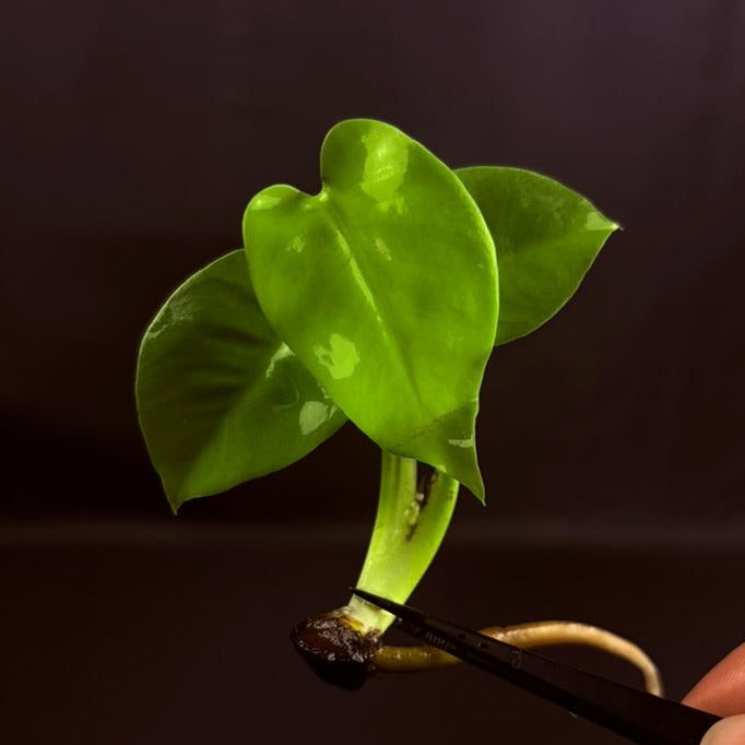 Monstera Lime light - Growers Choice