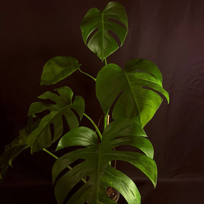 Monstera Green on Green