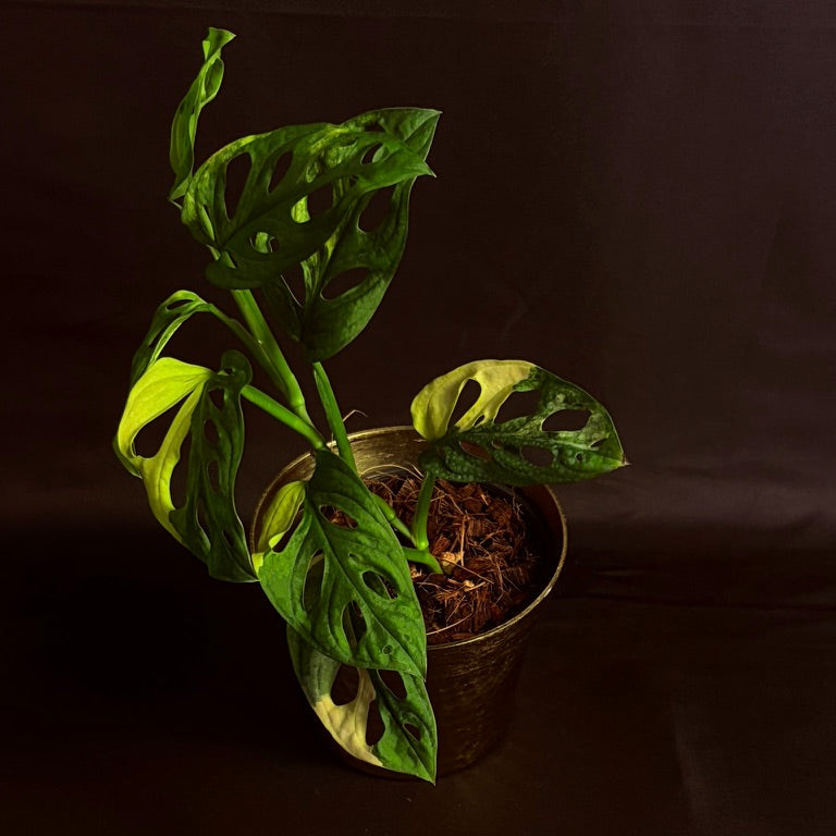 Philodendron Adansoni Variegated (Yellow)