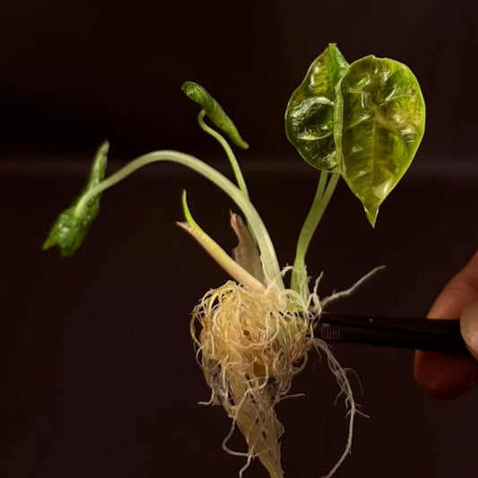 Alocasia Azalanii Aurea - Growers Choice