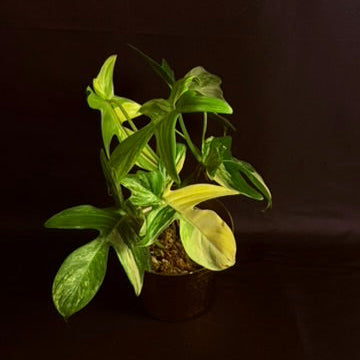 Philodendron Pedatum Variegated