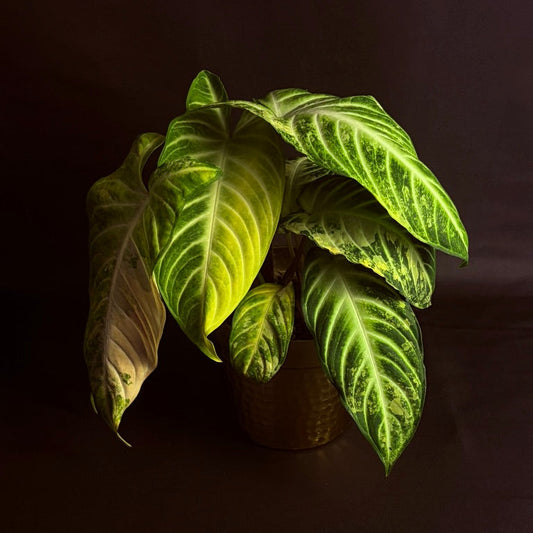 Phyllotaenium Lindenii Variegated (Previously 'Xanthosoma Lindenii')