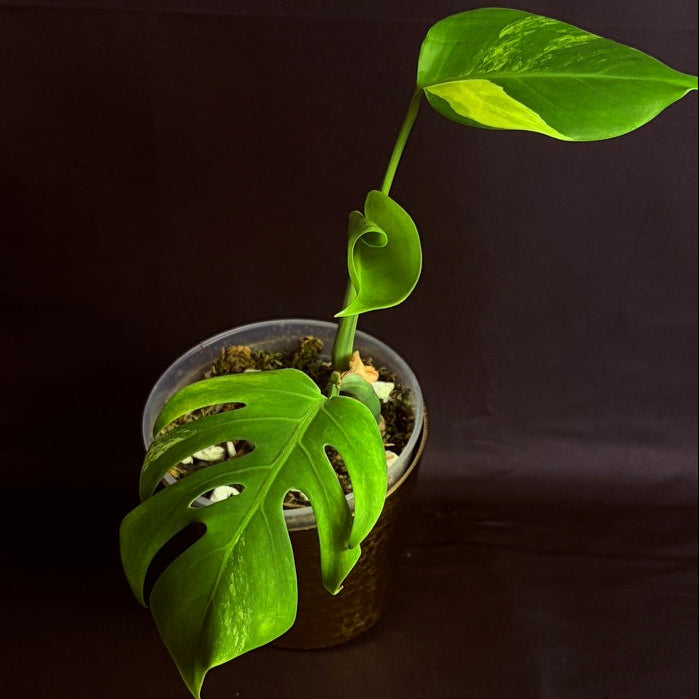 Monstera Aurea