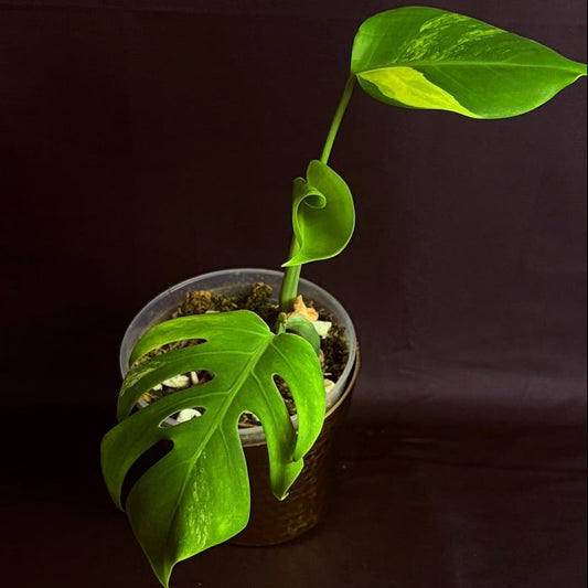Monstera Aurea