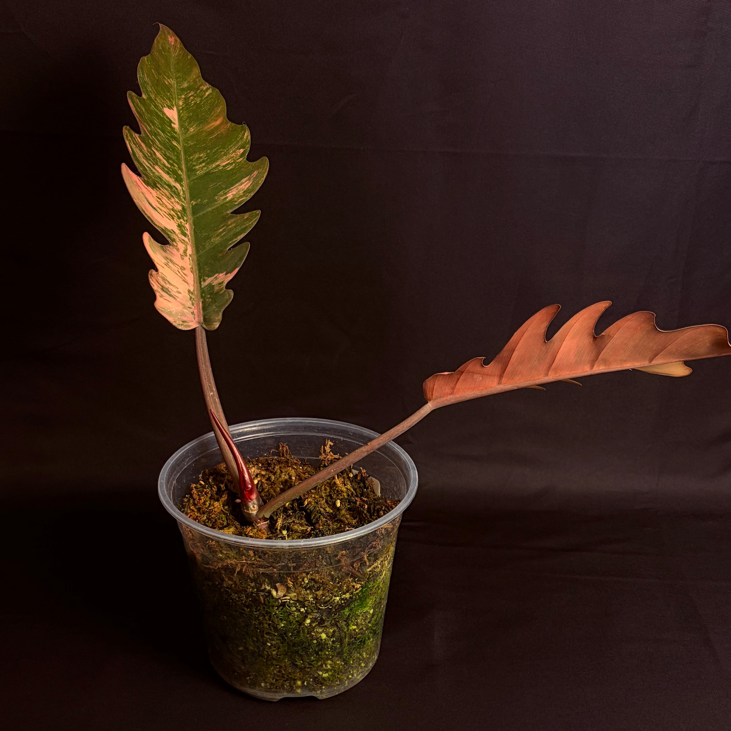 Philodendron Caramel Marble