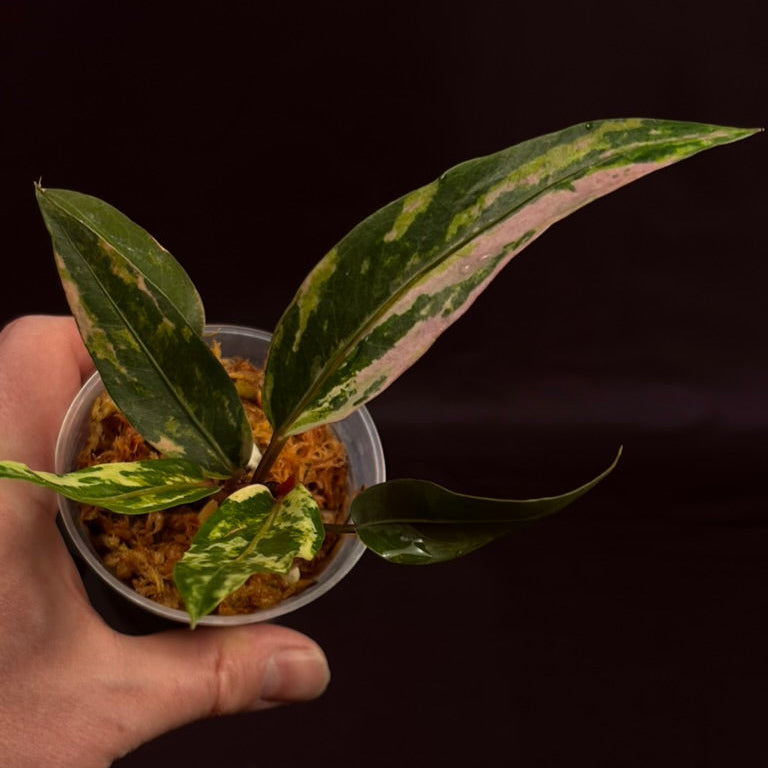 Anthurium Hookerii Variegated