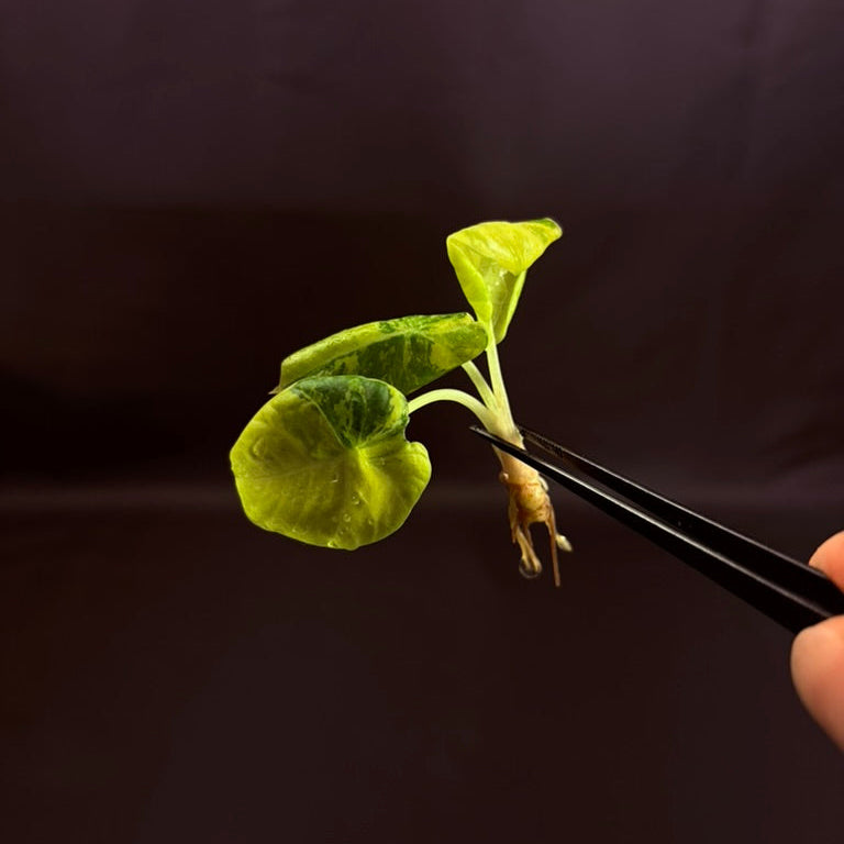 Alocasia Black Velvet Gold - Growers Choice