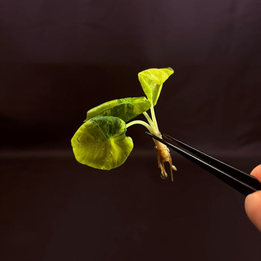 Alocasia Black Velvet Gold - Growers Choice