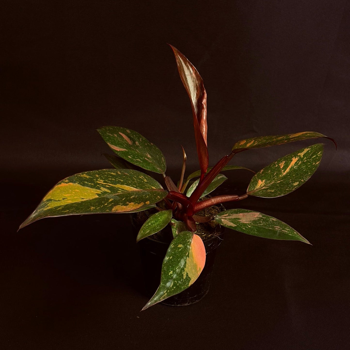 Philodendron Orange Princess Variegated