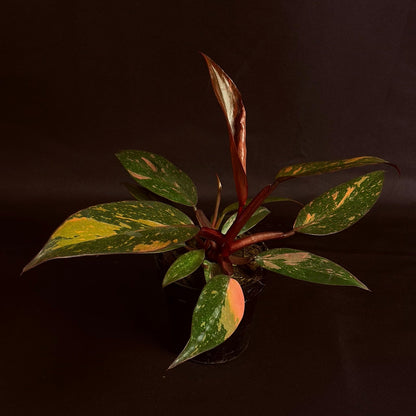 Philodendron Orange Princess Variegated