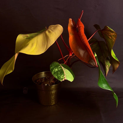 Philodendron Strawberry Shake