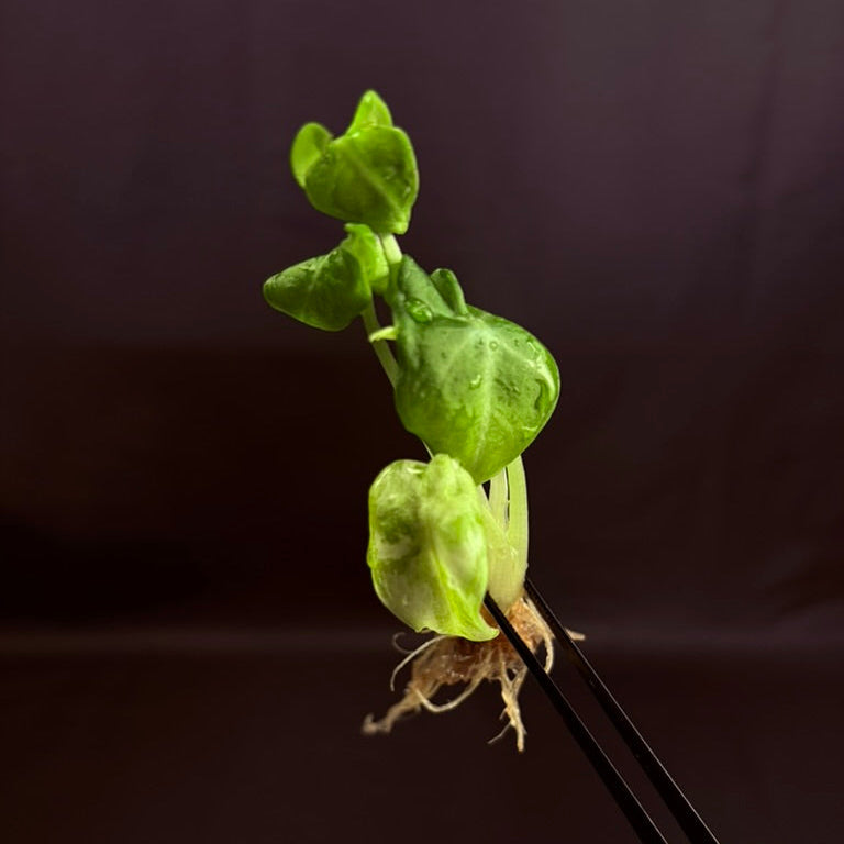 Alocasia Ninja Mint - Growers Choice