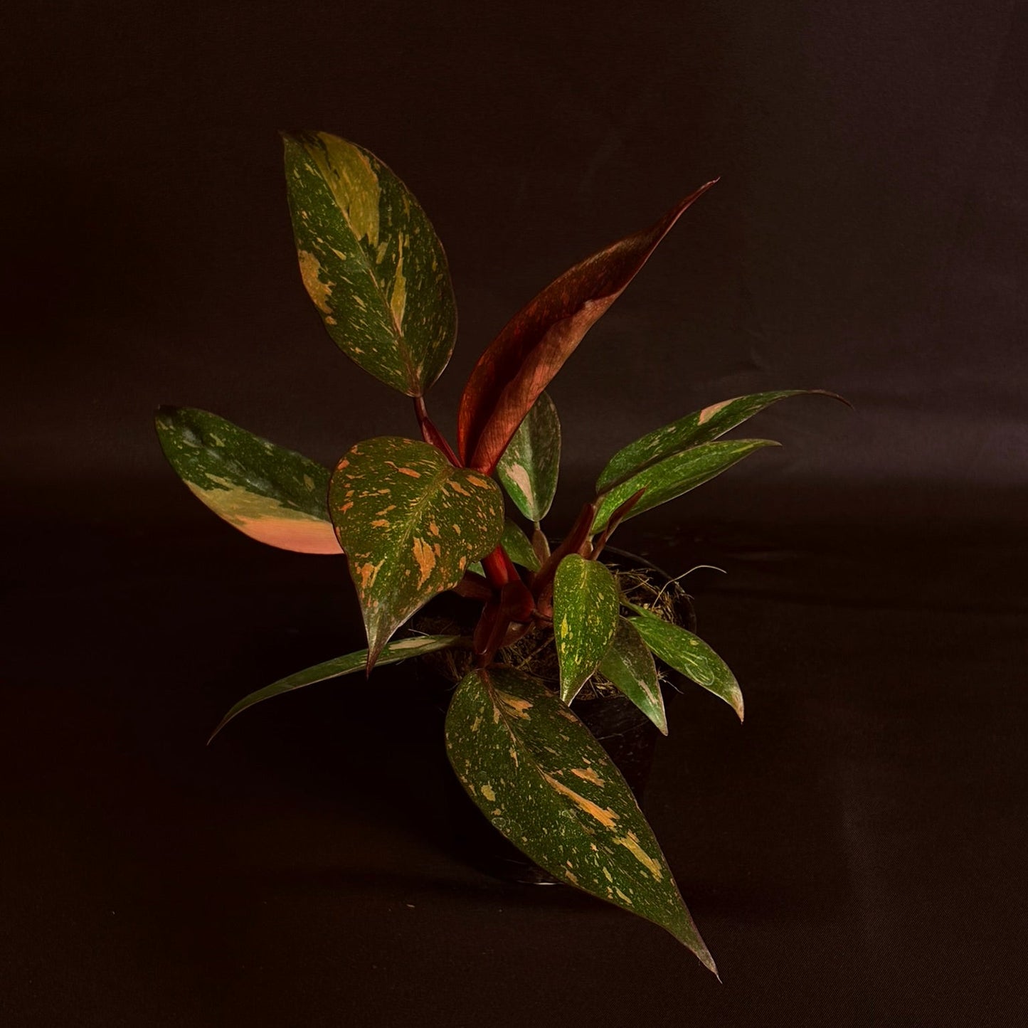 Philodendron Orange Princess Variegated