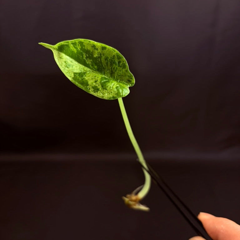 Alocasia Dragon Scale Mint - Growers Choice