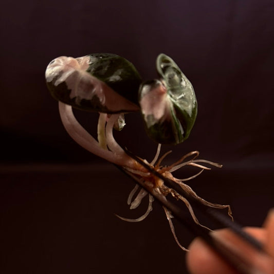 Alocasia Heart Balloon Pink - Growers Choice