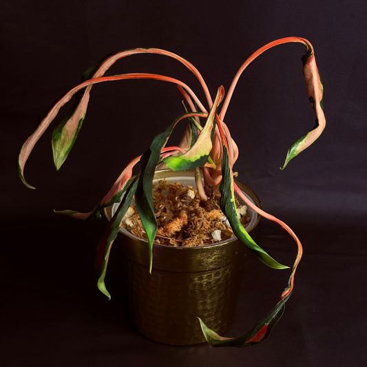 Aglaonema Flying Squid