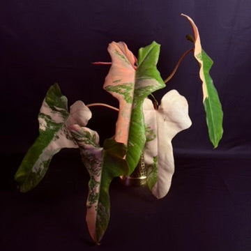 Philodendron Pitbull