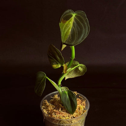 Philodendron Melanochrysum Orange Variegated