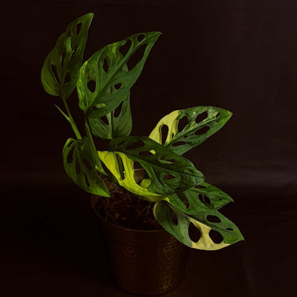 Philodendron Adansoni Variegated (Yellow)