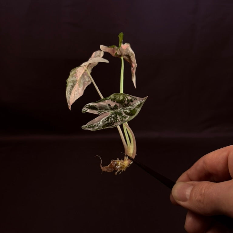 Alocasia Nobilis True Pink - Growers Choice