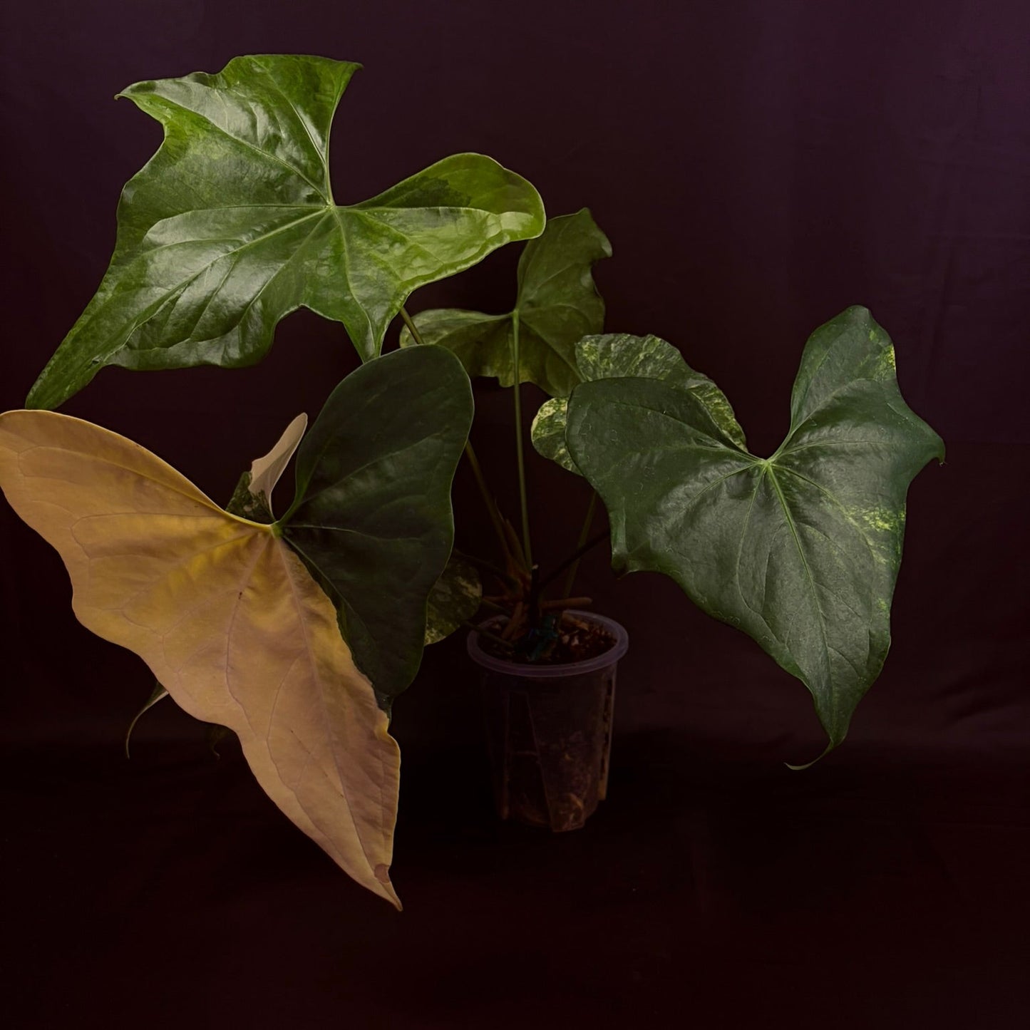 Anthurium Pterodactyl Variegated