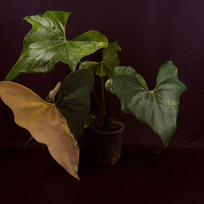 Anthurium Pterodactyl Variegated
