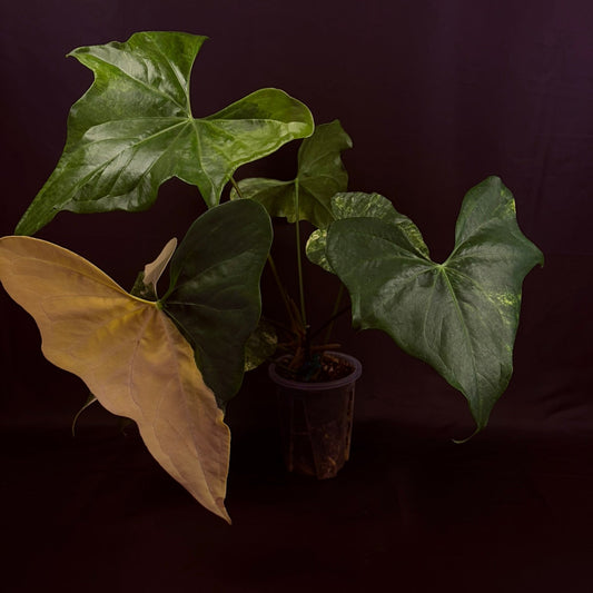 Anthurium Pterodactyl Variegated