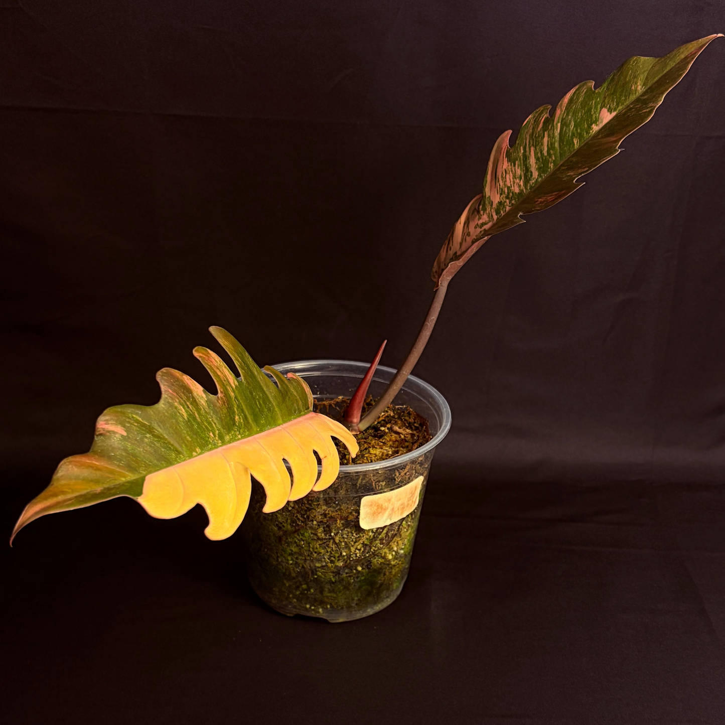 Philodendron Caramel Marble