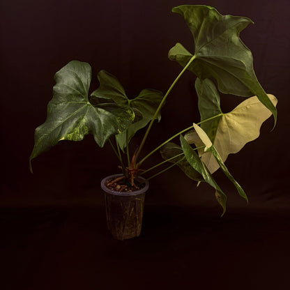 Anthurium Pterodactyl Variegated