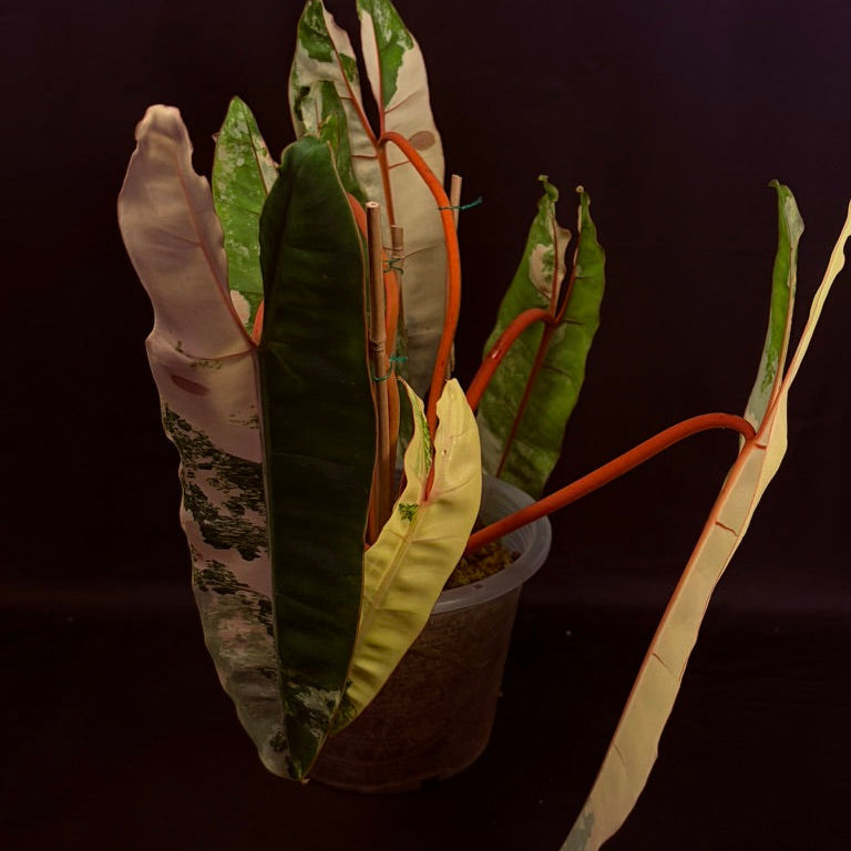 Philodendron Billietiae "Billie" Variegated