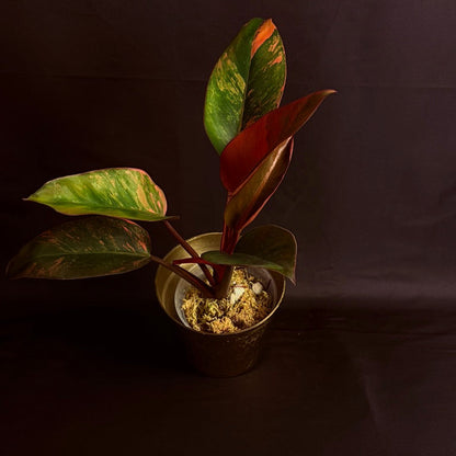 Philodendron Red Congo Variegated