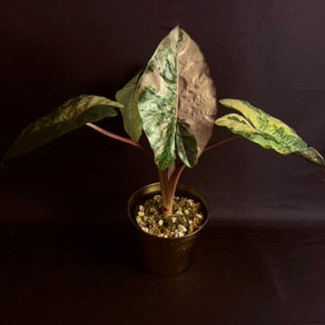 Alocasia Yucatan Princess Variegated