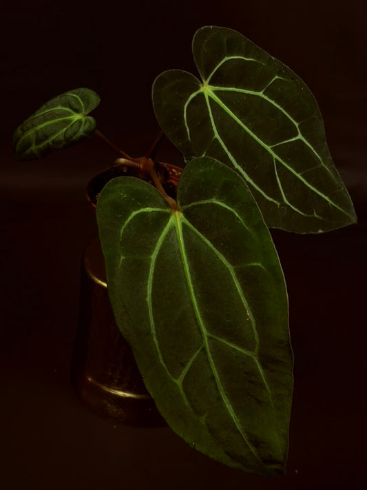 Anthurium Carlablackiae OG x RA