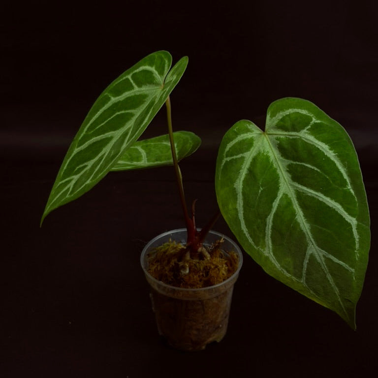 Anthurium Crystallinum x Warocqueanum