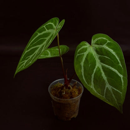 Anthurium Crystallinum x Warocqueanum