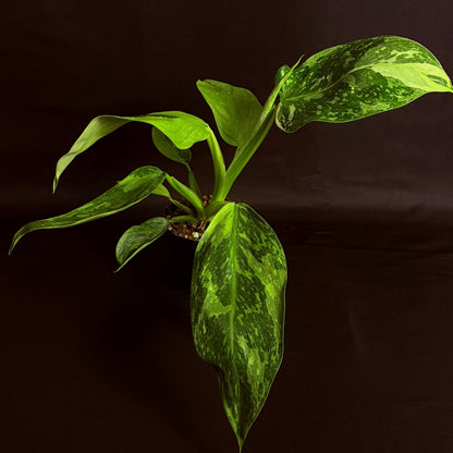 Philodendron Jose Bueno