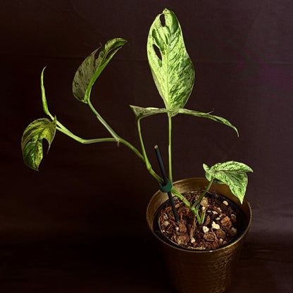 Epipremnum Pinnatum Marble Variegated