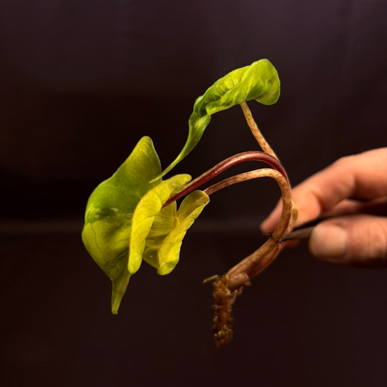 Alocasia Stingray Aurea - Growers Choice